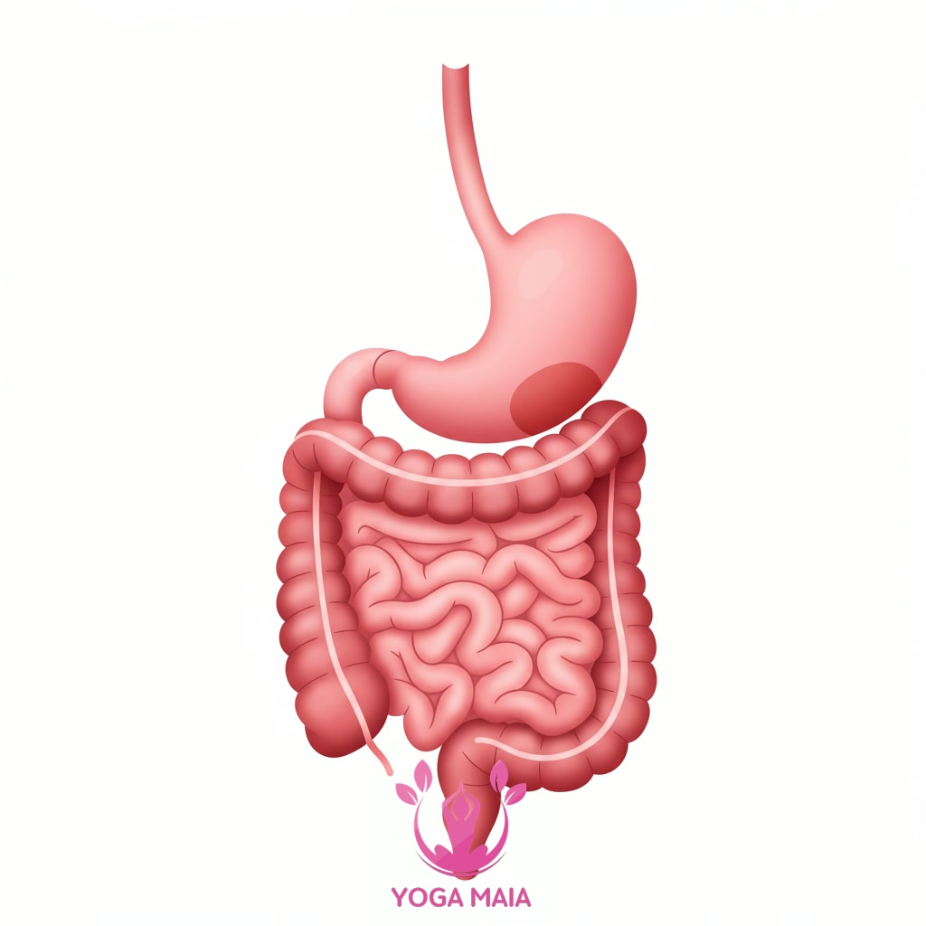 Understanding Digestive Health and Common Issues